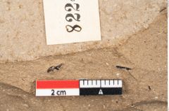 Foto (Detailansicht) von Callitris brongniartii Endl. (NHMW-GEO-2024-0188-8224)